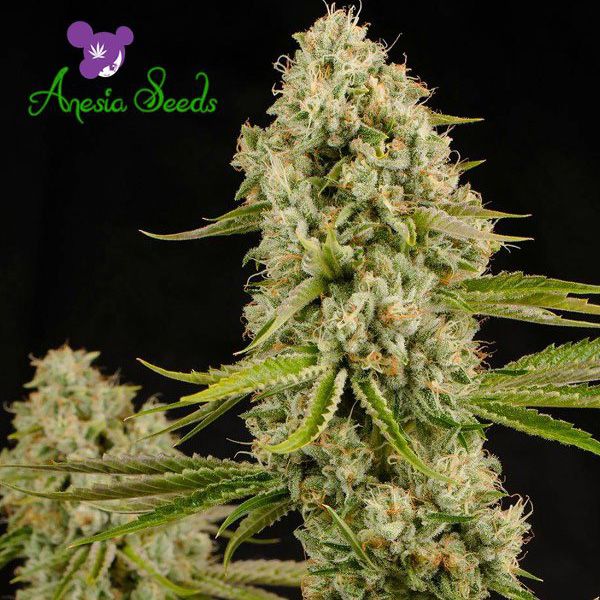 Dope Breeders - ANESIA SEEDS Hindu Kush Image