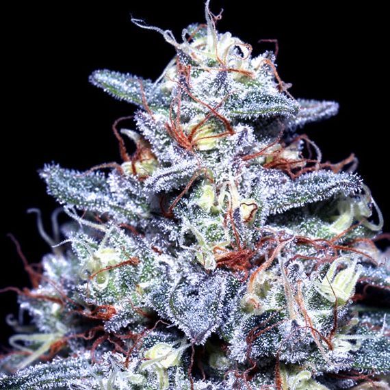 Dope Breeders - ANESIA SEEDS Hyper Glue Image