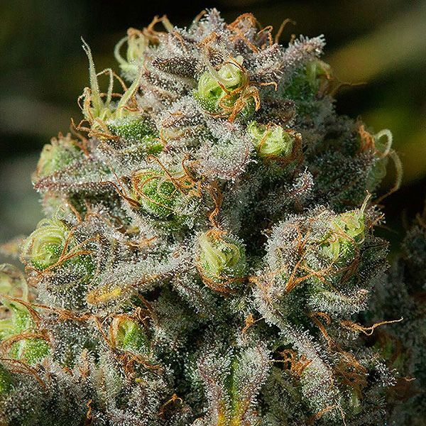 Dope Breeders - ANESIA SEEDS Iceberg Image