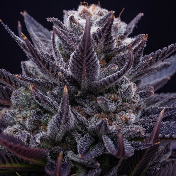 Dope Breeders - ANESIA SEEDS Imperium X Image