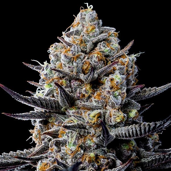 Dope Breeders - ANESIA SEEDS Jealousy Dankness Image