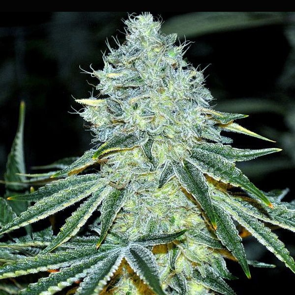 Dope Breeders - ANESIA SEEDS MAC Image