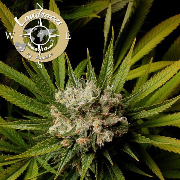 Dope Breeders - ANESIA SEEDS Malawi Gold Image