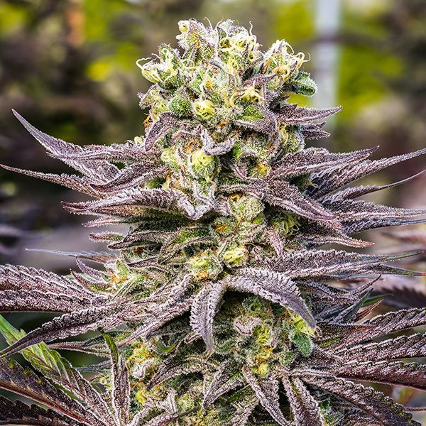 Dope Breeders - ANESIA SEEDS Oracle Octane Image