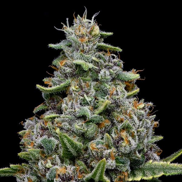 Dope Breeders - ANESIA SEEDS Pink Matcha Slush Image