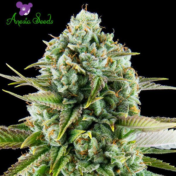 Dope Breeders - ANESIA SEEDS Pink Starburst Image