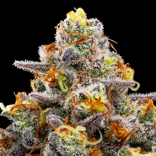 Dope Breeders - ANESIA SEEDS Purple Boost Highness Image