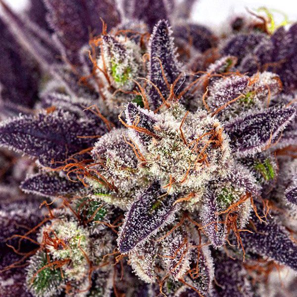 Dope Breeders - ANESIA SEEDS Purple Domina Auto Image