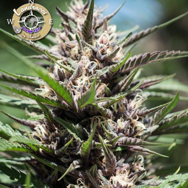 Dope Breeders - ANESIA SEEDS Purple Thai Image