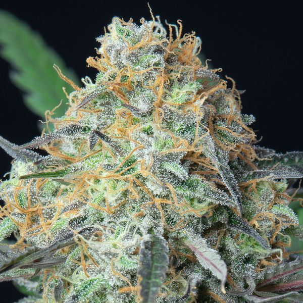 Dope Breeders - ANESIA SEEDS Rainbow Donut Auto Image