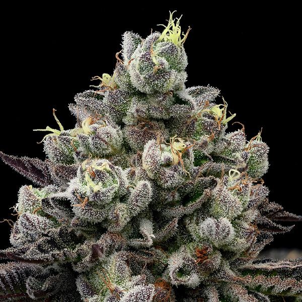 Dope Breeders - ANESIA SEEDS Red Banana Pudding Image