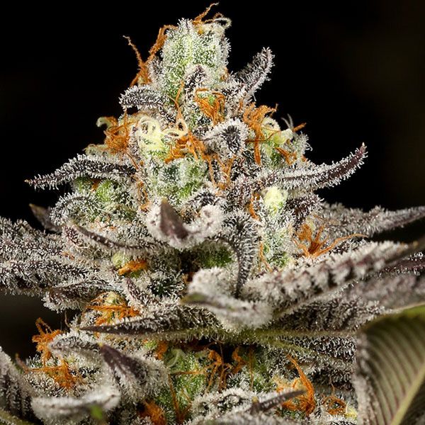 Dope Breeders - ANESIA SEEDS Sleepy Joe Image