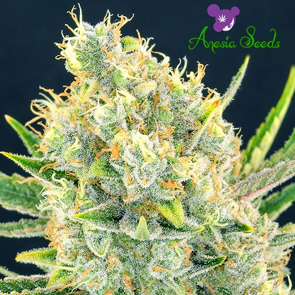 Dope Breeders - ANESIA SEEDS Sour Apple Image