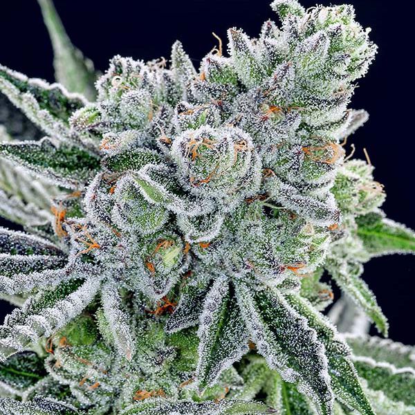 Dope Breeders - ANESIA SEEDS Sour Betty Image