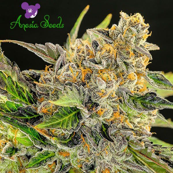 Dope Breeders - ANESIA SEEDS Strawberry Kush Image