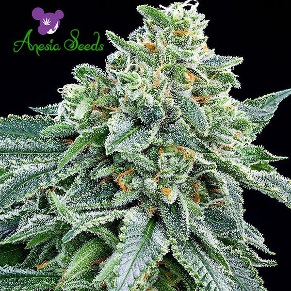 Dope Breeders - ANESIA SEEDS Strawberry Tree Image