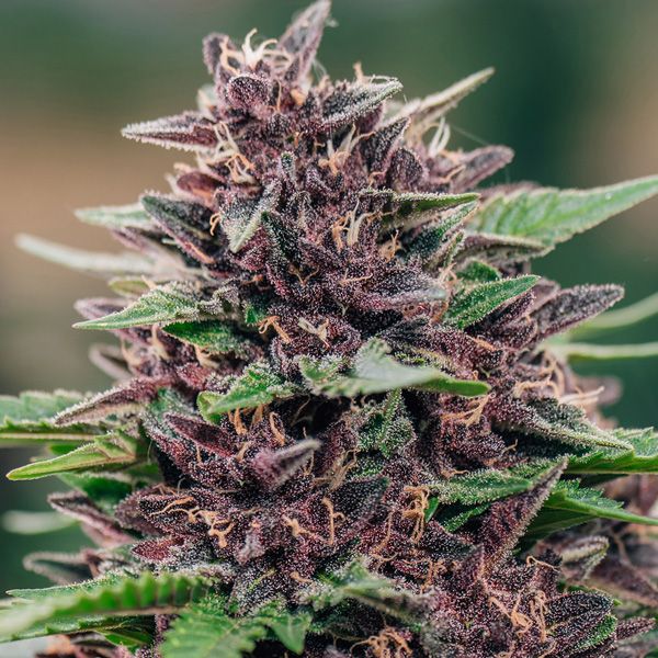 Dope Breeders - ANESIA SEEDS Toffee Pudding Auto Image