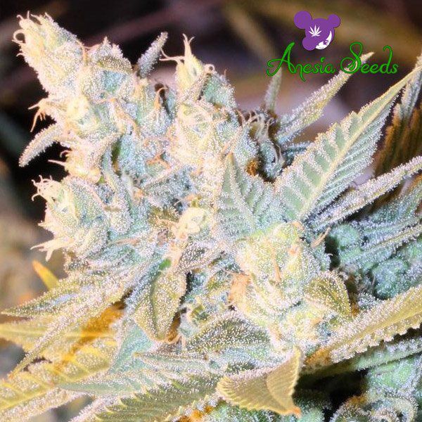 Dope Breeders - ANESIA SEEDS Triple Cheese Auto Image