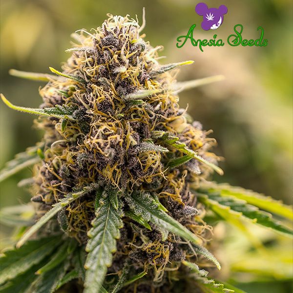 Dope Breeders - ANESIA SEEDS True Gold OG Image