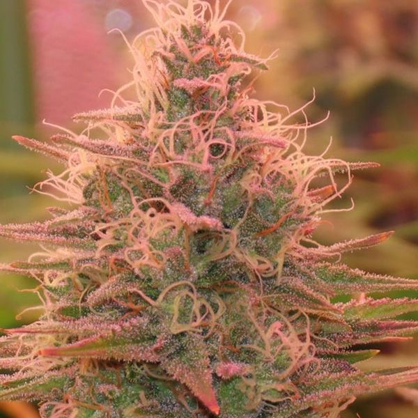 Dope Breeders - ANESIA SEEDS Umme Image