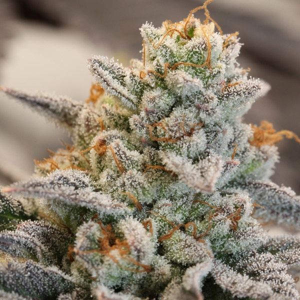 Dope Breeders - ANESIA SEEDS Vanilla Frosting Image