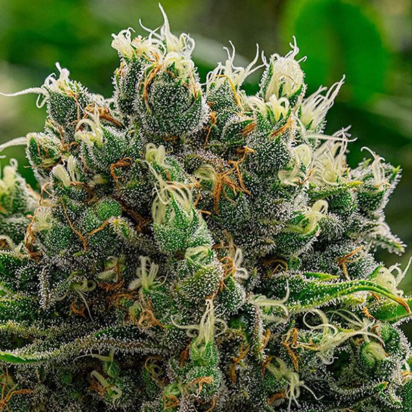 Dope Breeders - ANESIA SEEDS White Runtz Image