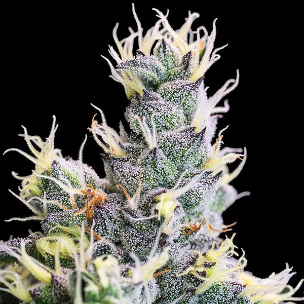 Dope Breeders - ANESIA SEEDS Yuhbary Auto Image