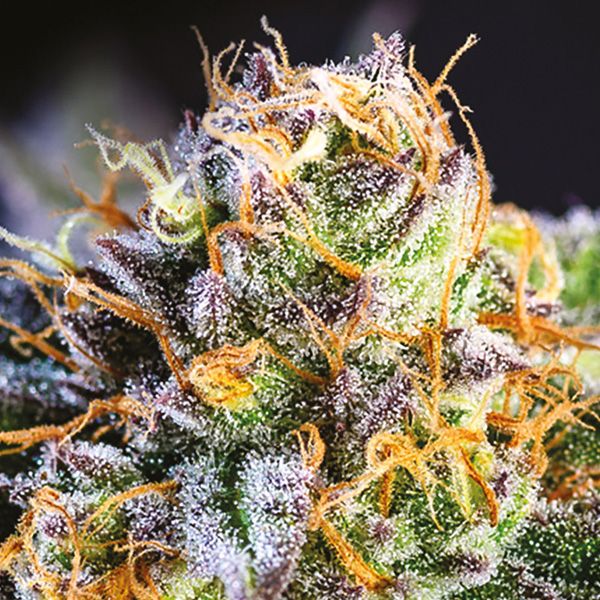 Dope Breeders - ANESIA SEEDS Yuhbary Image