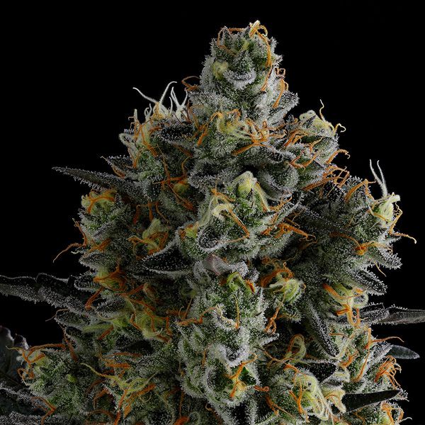 Dope Breeders - ANESIA SEEDS Zoomiez Image