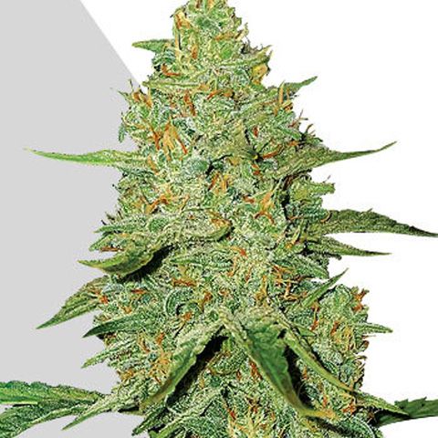 Dope Breeders - AUTO SEEDS Auto Acapulco Gold Image