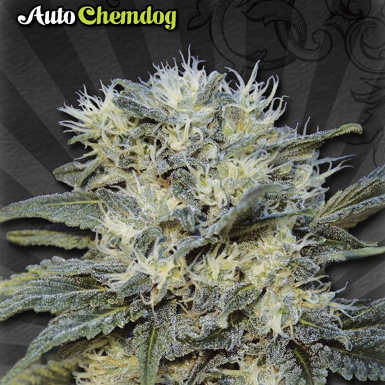 Dope Breeders - AUTO SEEDS Auto Chemdog Image