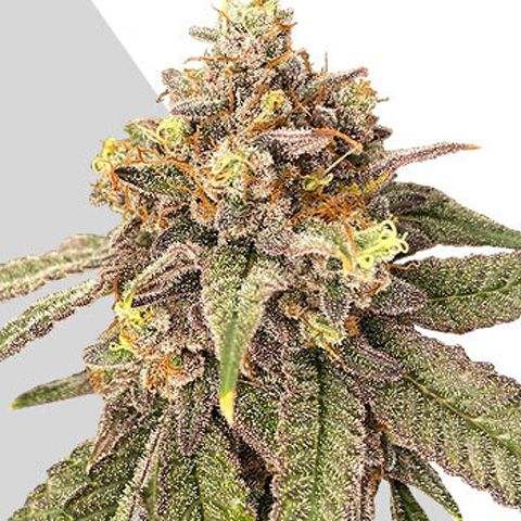 Dope Breeders - AUTO SEEDS Auto Pink Runtz Image