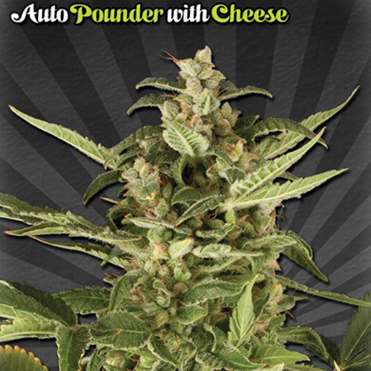 Dope Breeders - AUTO SEEDS Auto Pounder with Cheese aka Juicy Lucy Image