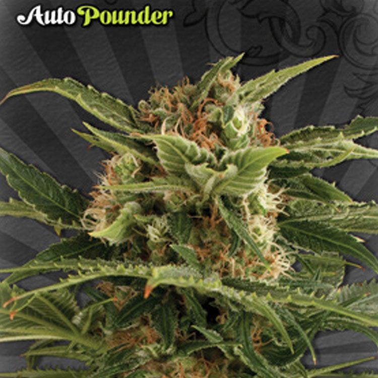 Dope Breeders - AUTO SEEDS Auto Pounder Image