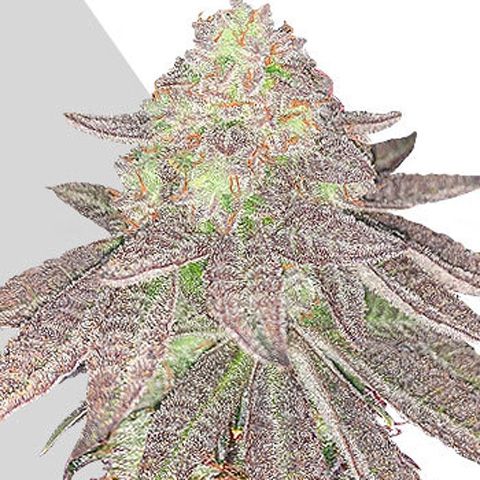 Dope Breeders - AUTO SEEDS Auto Rainbow Glue Image