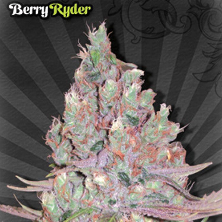 Dope Breeders - AUTO SEEDS Berry Ryder Image