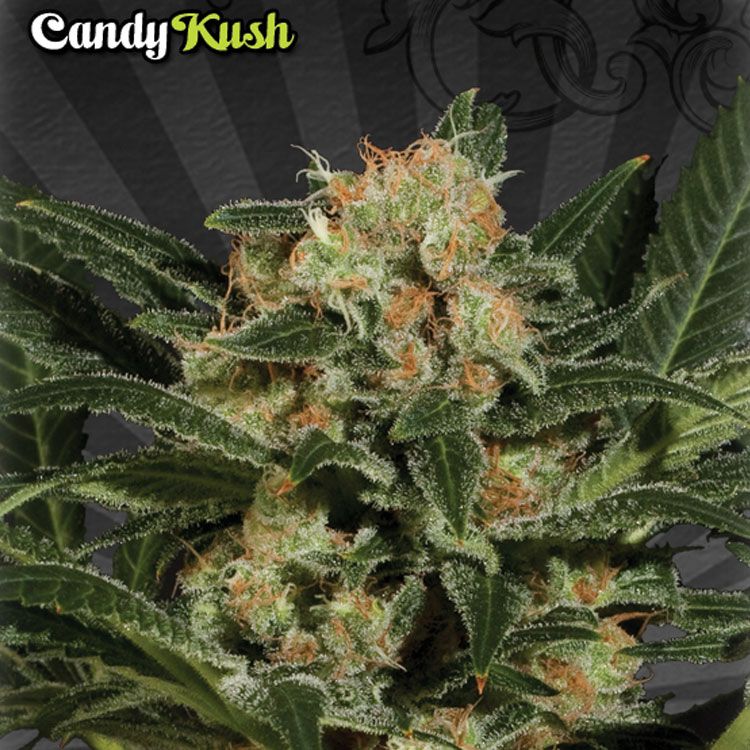 Dope Breeders - AUTO SEEDS Candy Kush Image