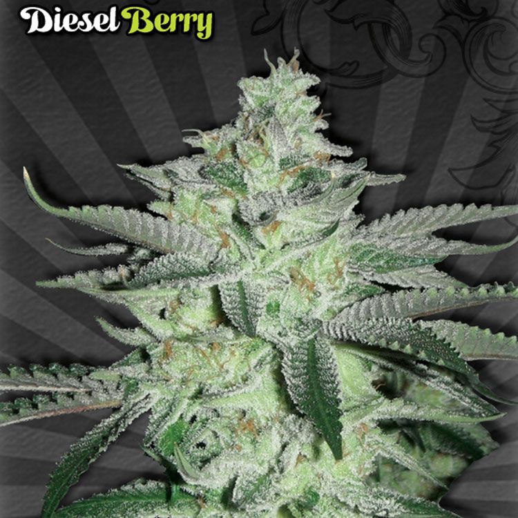 Dope Breeders - AUTO SEEDS Diesel Berry Image