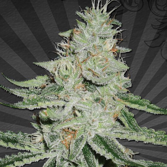 Dope Breeders - AUTO SEEDS Dreamberry Image