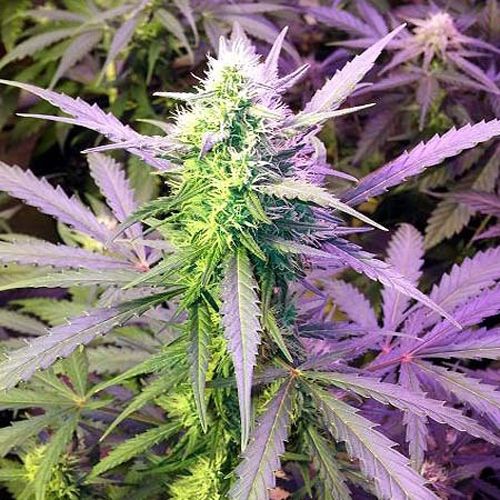 Dope Breeders - AUTO SEEDS Girl Scout Cookies Image