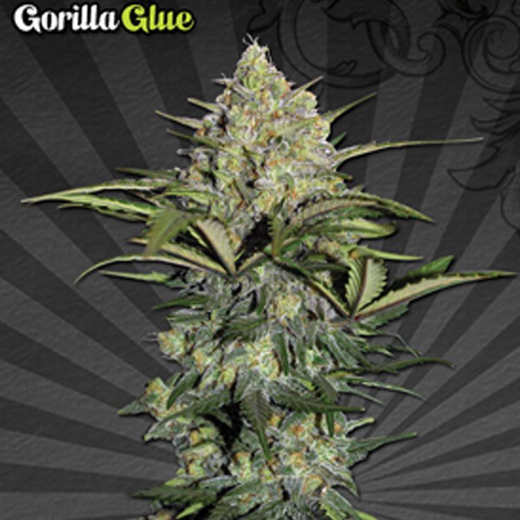 Dope Breeders - AUTO SEEDS Gorilla Glue Auto Image