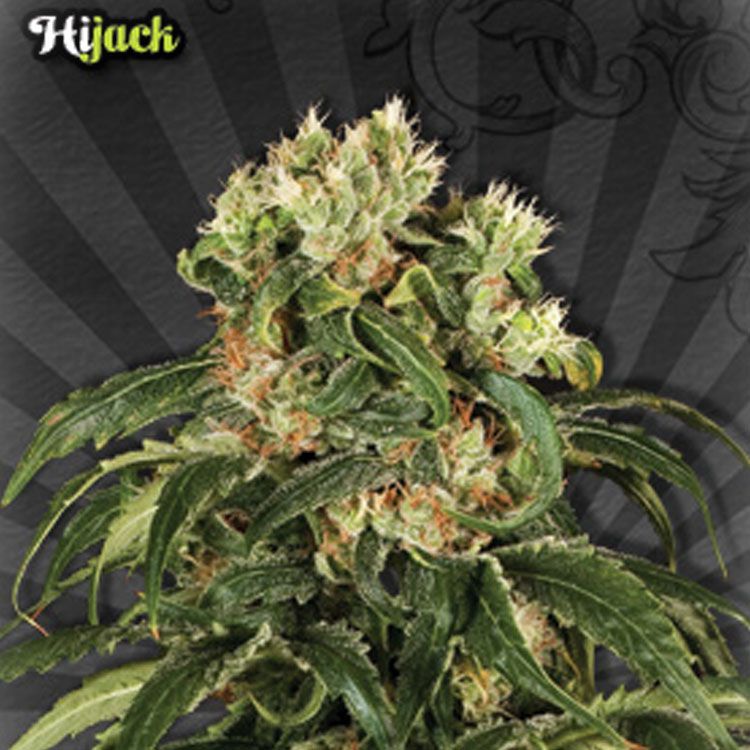 Dope Breeders - AUTO SEEDS Hijack Image