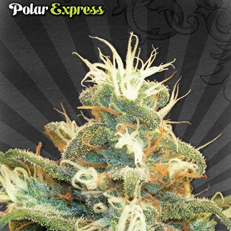 Dope Breeders - AUTO SEEDS Polar Express Image