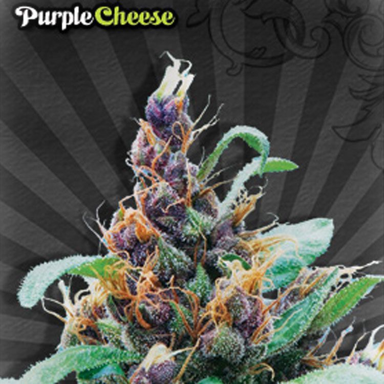 Dope Breeders - AUTO SEEDS Purple Cheese aka Purple Stilton Image