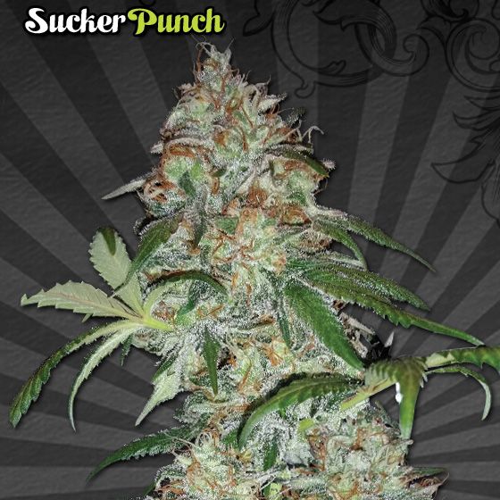 Dope Breeders - AUTO SEEDS Sucker Punch Image