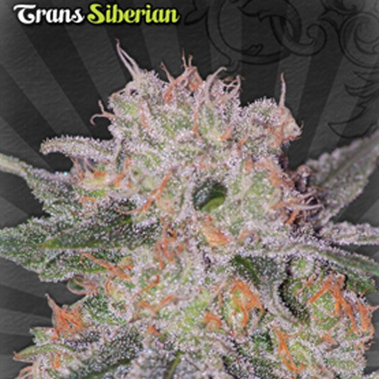 Dope Breeders - AUTO SEEDS Trans Siberian Image