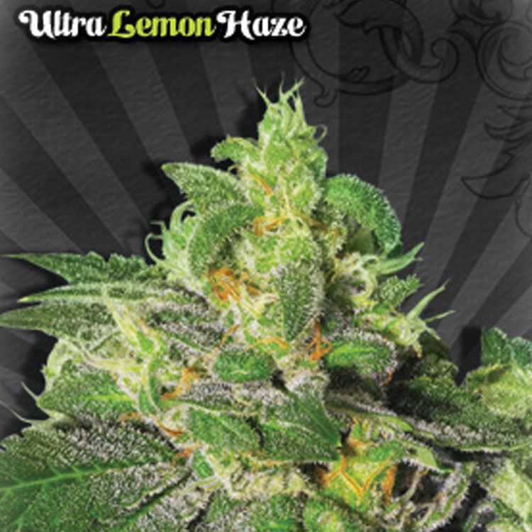 Dope Breeders - AUTO SEEDS Ultra Lemon Haze Image