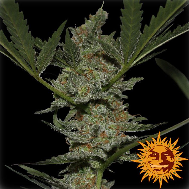 Dope Breeders - BARNEYS FARM Acapulco Gold Image