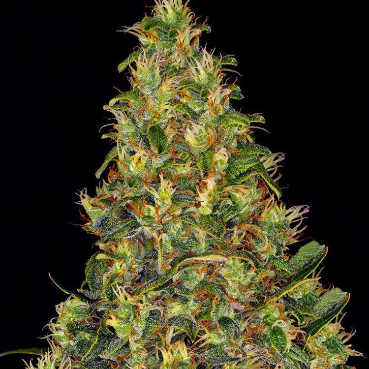 Dope Breeders - BARNEYS FARM Amnesia Haze Auto Image