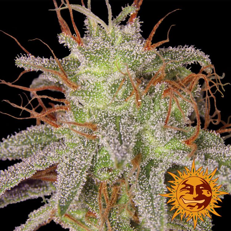 Dope Breeders - BARNEYS FARM Amnesia Lemon Image